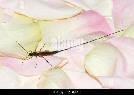 The parasitic Ichneumon wasp Ephialtes manifestator with extreme long ovipositor Stock Photo