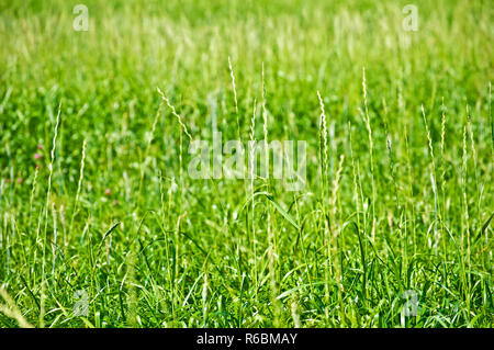 The Renewable Resource Tall Wheatgrass, Energy Grass Stock Photo