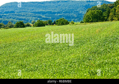 The Renewable Resource Tall Wheatgrass, Energy Grass Stock Photo