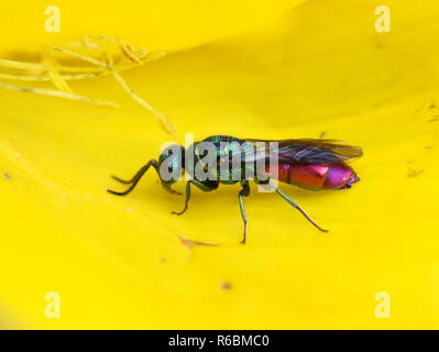 The colorful cuckoo wasp ruby-tailed Chrysis ignita sitting in a yellow flower Stock Photo