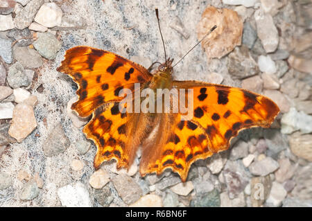 Comma Butterfly, Polygonia C-Album Stock Photo