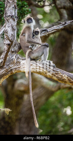 Langur with a cub sits on a tree. Tufted gray langur (Semnopithecus priam), also known as Madras gray langur, and Coromandel sacred langur. Stock Photo