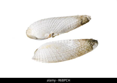 The white piddock seashell Barnea candida on white background Stock Photo