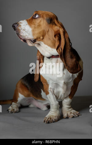 A basset hound poses in a studio with grey background. Stock Photo