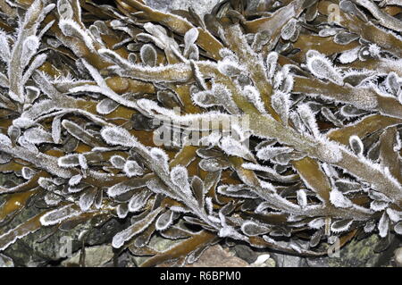 The large brown algae Ascophyllum nodosum with frost Stock Photo