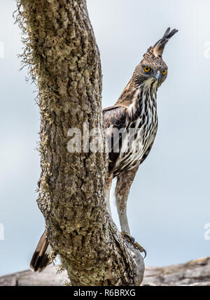 Predator bird on the tree. The changeable hawk-eagle or crested hawk-eagle (Nisaetus cirrhatus). Yala National Park. Sri Lanka Stock Photo