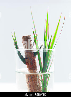 aloe vera plants in pots Aloe Vera | 4" Pot | Easy Care Houseplant