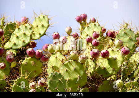 Prickly pear cactus silhouette against the sky in a desert area Stock Photo