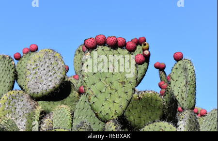 Prickly pear cactus silhouette against blue sky in a desert area Stock Photo