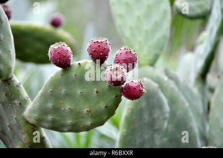 Closeup on Prickly pear cactus Opuntia ficus-indica Stock Photo