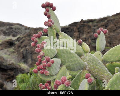 Prickly pear cactus silhouette against the sky in a desert area Stock Photo