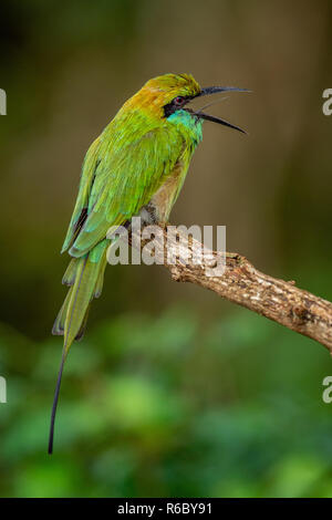 Bee-eater  with open beak on the branch. Natural green background.The Green Bee-eater. Merops orientalis, (sometimes Little Green Bee-eater). Sri Lank Stock Photo