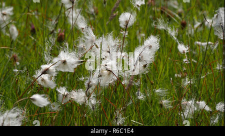 Narrowleaf Cotton-Grass Eriophorum Angustifolium On A Meadow In Tannheim Valley, Tyrol, Austria Stock Photo