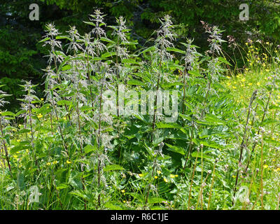 Stinging Nettles With Seeds, Urtica Dioica Stock Photo