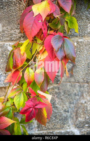 Autumnal Painted Leaves On A Concrete Wall Stock Photo