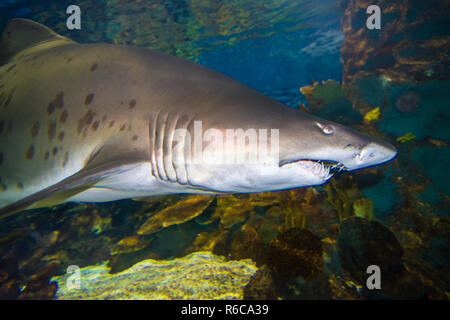 Exotic fishes and sharks in aquarium in istanbul - Turkuazoo Stock Photo