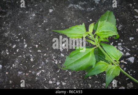 Bitter bush or Siam weed on Dark Cement Ground Stock Photo