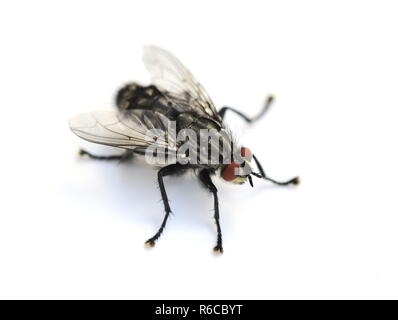 Common housefly Musca domestica isolated on white background Stock Photo