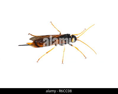 Female of the giant wood wasp Urocerus gigas on white background Stock Photo