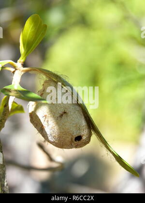 Wild silk cocoon hanging on a leaf on Madagascar Stock Photo