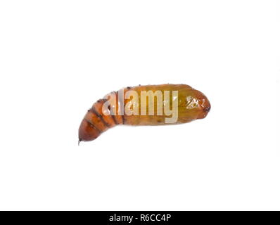 Pupa of the crop pest Helicoverpa armigera isolated on white background Stock Photo