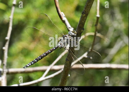 The dragonfly Aeshna subarctica sitting on a twig Stock Photo