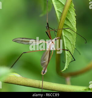 Close-up on True cranefly Tipula paludosa sitting on a green plant Stock Photo