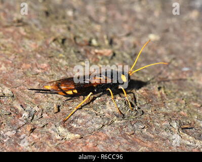 Female of the giant wood wasp Urocerus gigas on a tree trunk Stock Photo