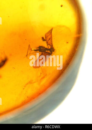 Amber with embedded insect Stock Photo - Alamy