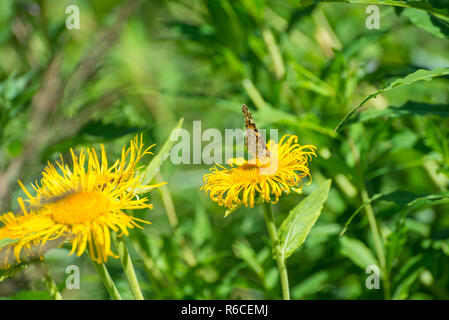 Butterfly on yellow dandelion with blurred background Stock Photo
