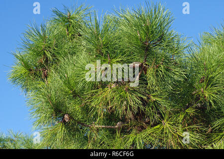 Pinus pinea, the Italian stone pine or Umbrella pine, family Pinaceae Stock Photo