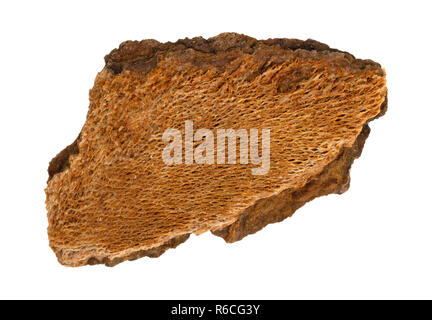 Single piece of cut cherry tree bark isolated on a white background. Stock Photo