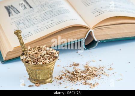 Blue Evergreen Hydrangea Root, Dichroa Febrifuga Stock Photo