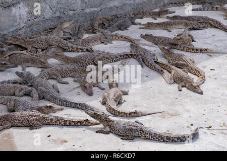 Young crocodiles basking in a pen at a breeding farm in Cuba. Stock Photo