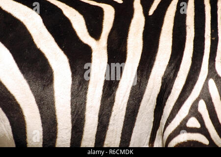 Zebra Skin, Close Up Stock Photo