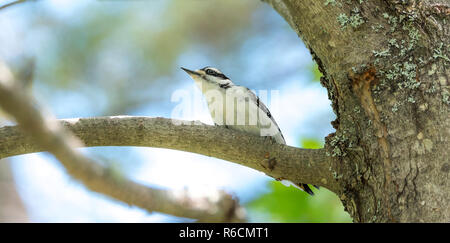 Female downy woodpecker perched on tree branch in spring.   This is the smallest specie of woodpecker in North America. Stock Photo