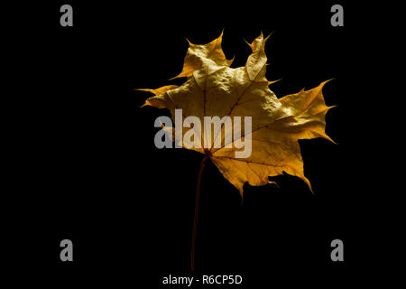 Close up of dried yellow sycamore leaf black background, space for copy Stock Photo