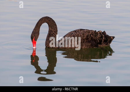 Black Swan (Cygnus Atratus) Paddling In The Muddy Waters Of A Muddy Fresh Water Lagoon At An Oasis Al Qudra Lakes In The Desert In The United Arab Emi Stock Photo