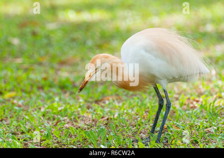 The Cattle Egret (Bubulcus Ibis) Cosmopolitan Species Of Heron, Viharamahadevi Park, Colombo, Sri Lanka Stock Photo