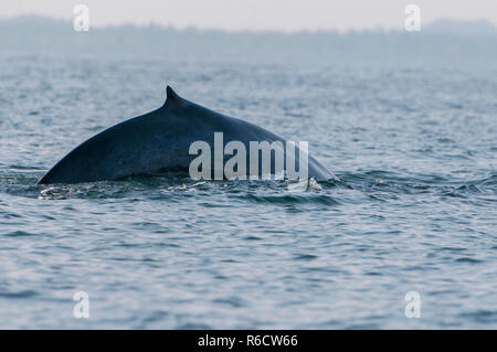 The Sperm Whale (Physeter Macrocephalus) Or Cachalot, Trincomalee, Sri Lanka Stock Photo