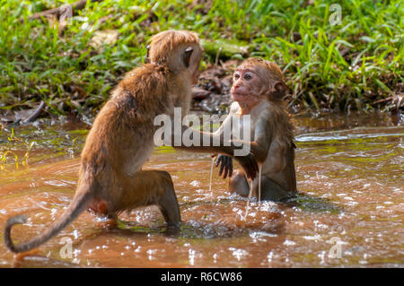 The Toque Macaque (Macaca Sinica) Is A Reddish-Brown-Coloured Old World Monkey Endemic To Sri Lanka Stock Photo