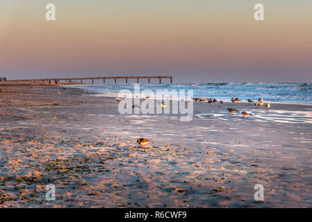 Sea birds parading on early sunrise at Miami Beach fishing pier during golden hour Stock Photo