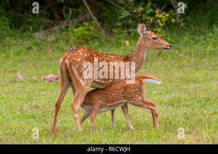 The Chital Or Cheetal (Axis Axis), Also Known As Spotted Deer Or Axis Deer, Yala National Park, Sri Lanka Stock Photo