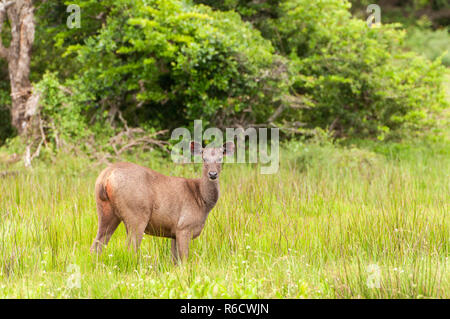 Sri Lankan Sambar Deer (Rusa Unicolor Unicolor) Yala National Park, Sri Lanka, Asia Stock Photo