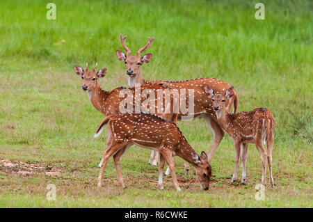 The Chital Or Cheetal (Axis Axis), Also Known As Spotted Deer Or Axis Deer, Yala National Park, Sri Lanka Stock Photo