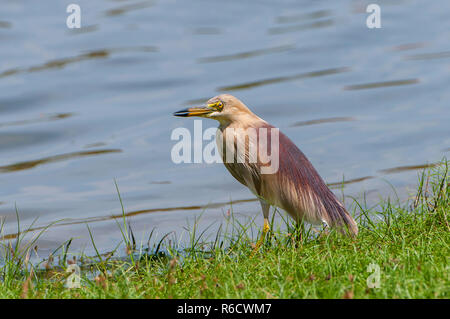 The Indian Pond Heron Or Paddybird (Ardeola Grayii) In Yala National Park, Sri Lanka Stock Photo