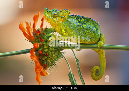 Trioceros Hoehnelli, Commonly Known As Von Hohnel'S Chameleon, And The Helmeted Or High-Casqued Chameleon, Is A Species Of Chameleon Found In Eastern  Stock Photo