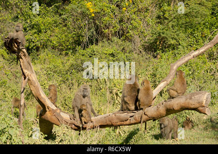Olive Baboons (Papio Anubis), Also Called Anubis Baboons In The Nakuru National Park Kenya Stock Photo