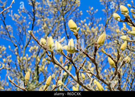 Magnolia Buds Before Blooming Stock Photo