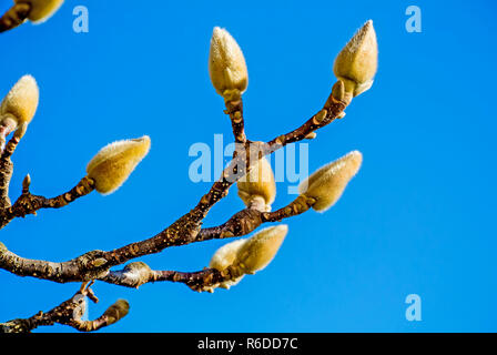 Magnolia Buds In Winter Stock Photo